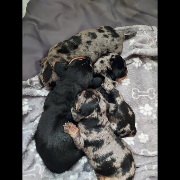 Dachshund (Smooth Haired) - Bitches