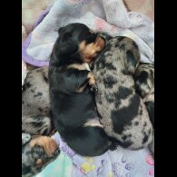 Dachshund (Smooth Haired) - Bitches