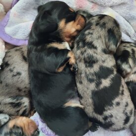 Dachshund (Smooth Haired) - Bitches