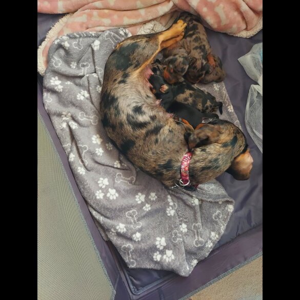 Dachshund (Smooth Haired) - Bitches
