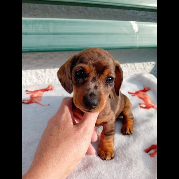 Dachshund (Smooth Haired) - Bitches