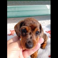 Dachshund (Smooth Haired) - Bitches