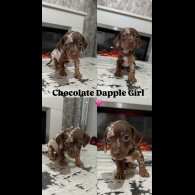 Dachshund (Smooth Haired) - Both
