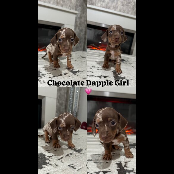 Dachshund (Smooth Haired) - Both
