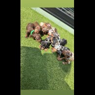Dachshund (Smooth Haired) - Both