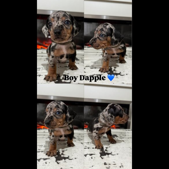 Dachshund (Smooth Haired) - Both