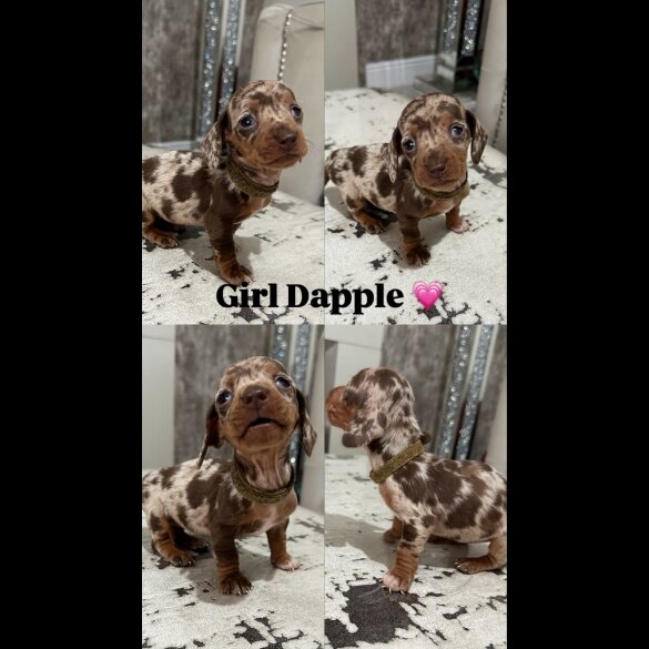 Dachshund (Smooth Haired) - Both