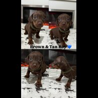 Dachshund (Smooth Haired) - Both