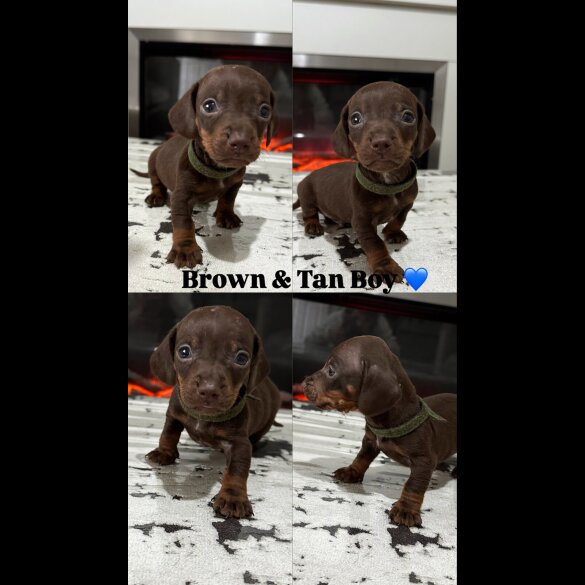 Dachshund (Smooth Haired) - Both
