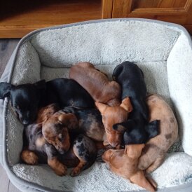 Dachshund (Smooth Haired) - Bitches