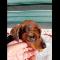 Dachshund (Smooth Haired) - Bitches