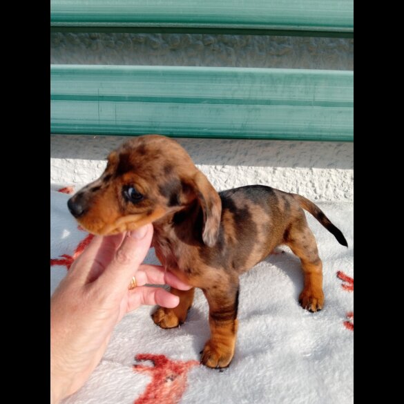 Dachshund (Smooth Haired) - Bitches