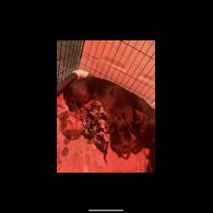 Dachshund (Smooth Haired) - Both