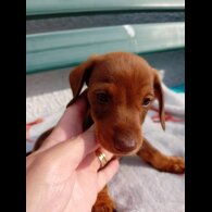 Dachshund (Smooth Haired) - Bitches