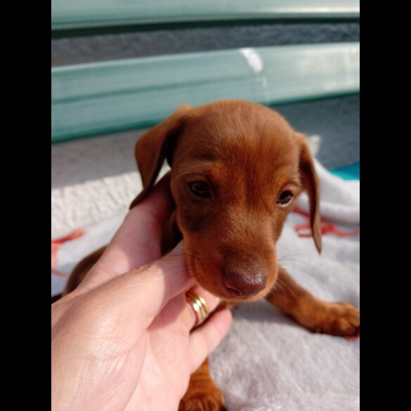 Dachshund (Smooth Haired) - Bitches