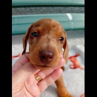 Dachshund (Smooth Haired) - Bitches