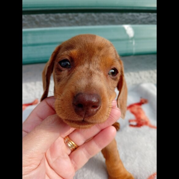 Dachshund (Smooth Haired) - Bitches