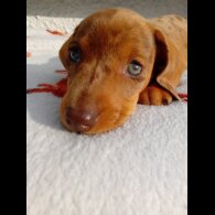 Dachshund (Smooth Haired) - Bitches