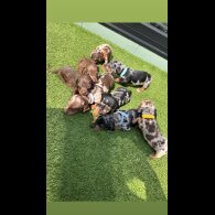 Dachshund (Smooth Haired) - Both