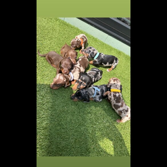Dachshund (Smooth Haired) - Both