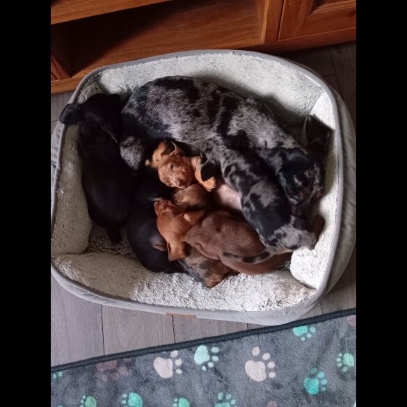 Dachshund (Smooth Haired) - Bitches