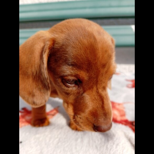 Dachshund (Smooth Haired) - Bitches