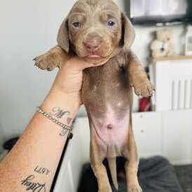 Dachshund (Smooth Haired) - Dogs