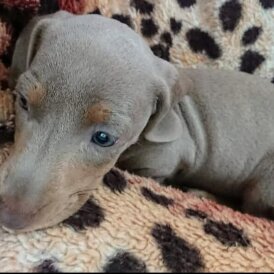 Dachshund (Smooth Haired) - Both