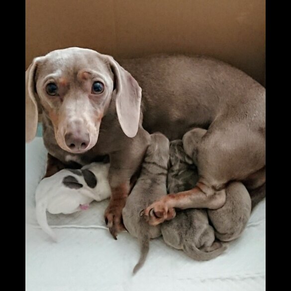 Dachshund (Smooth Haired) - Both