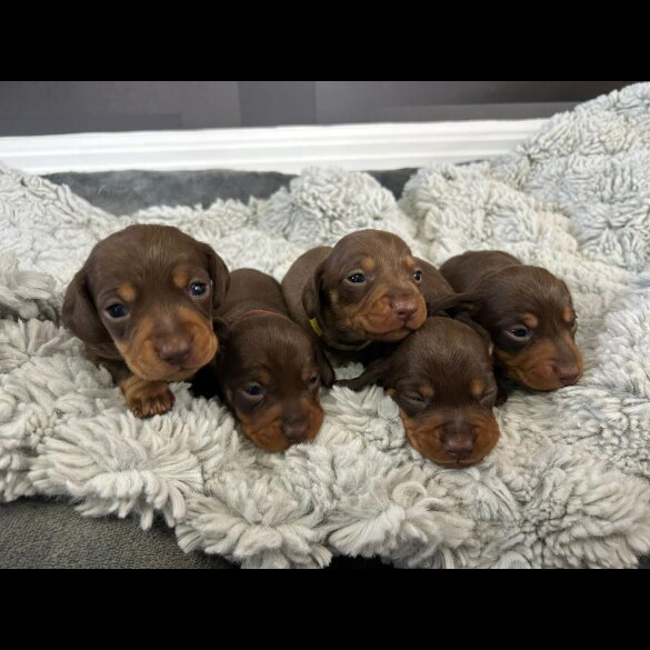 Dachshund (Standard &amp; Miniature) - Bitches