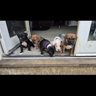 Mixed Breed - Both