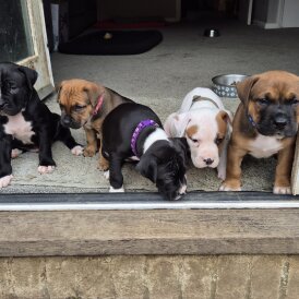 Mixed Breed - Both