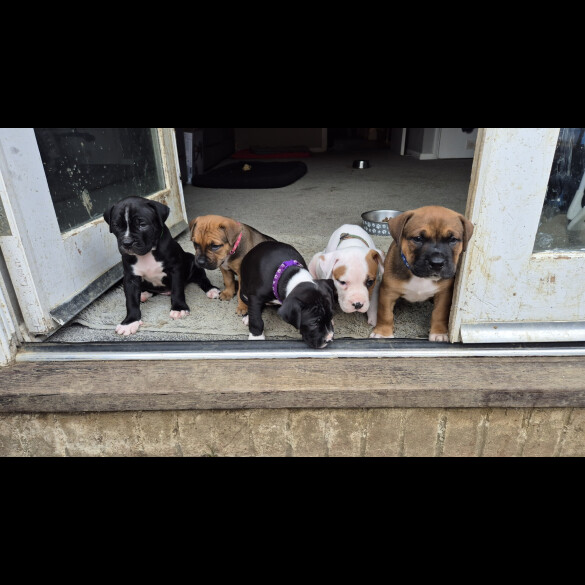 Mixed Breed - Both