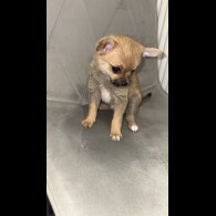 Mixed Breed - Both
