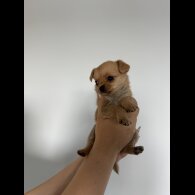 Mixed Breed - Both