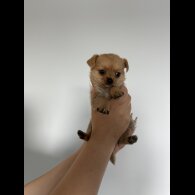 Mixed Breed - Both