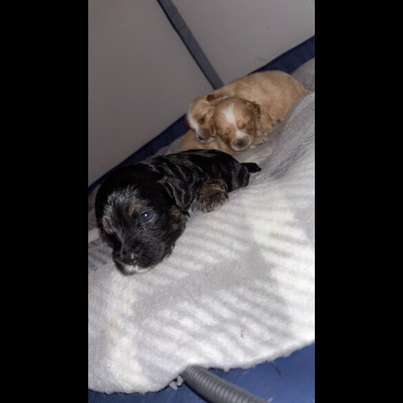 Mixed Breed - Dogs