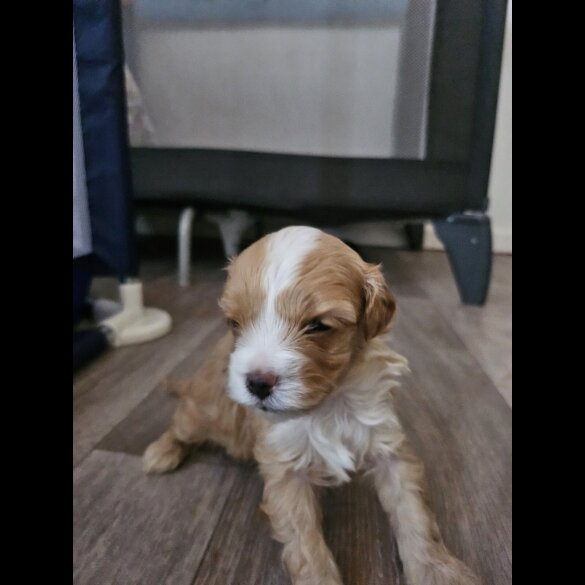 Mixed Breed - Dogs