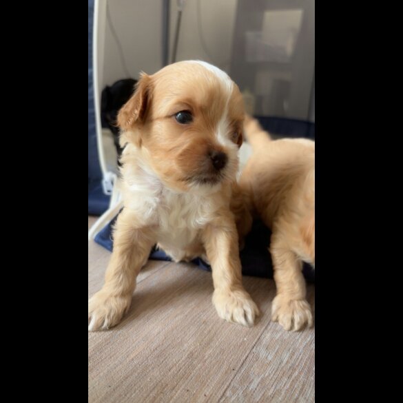 Mixed Breed - Dogs