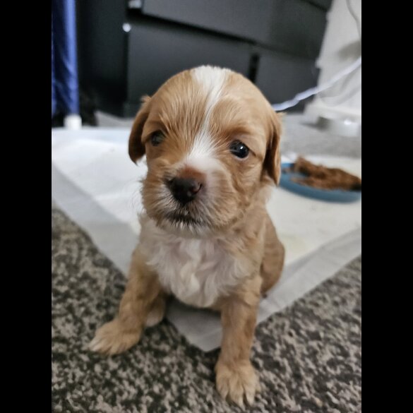 Mixed Breed - Dogs