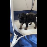Mixed Breed - Dogs