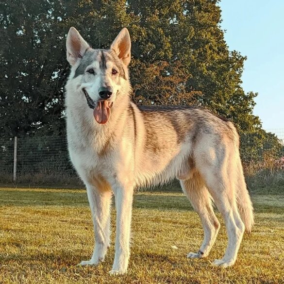 Northern Inuit - Both