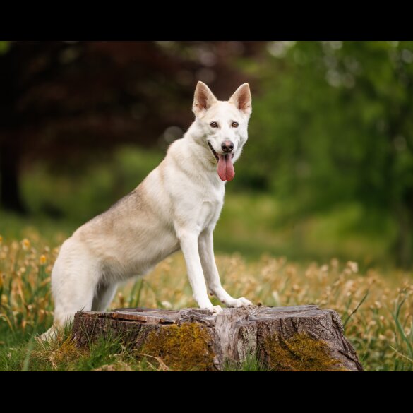 Northern Inuit - Both