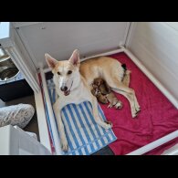 Northern Inuit - Both