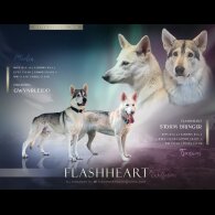 Northern Inuit - Both