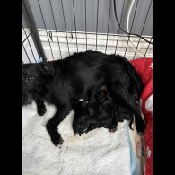 Patterdale Terrier - Both