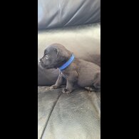 Patterdale Terrier - Both