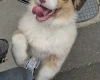 Australian Shepherd Dog