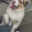Australian Shepherd Dog