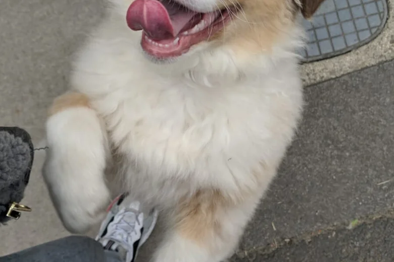 Australian Shepherd Dog
